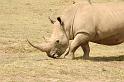 Rhino Close up